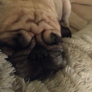 Meet your Posher, Terry